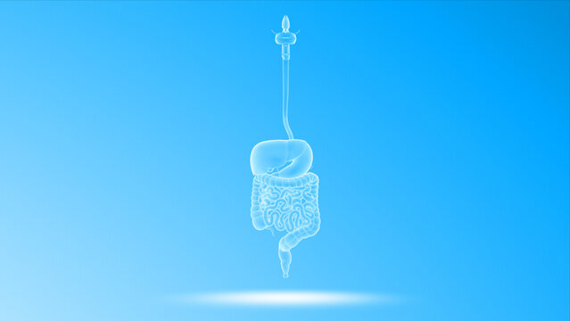 Human Organ digestive system 3d illustration
