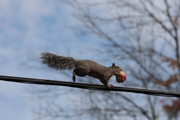 Squirrel running with an apple in its beak
