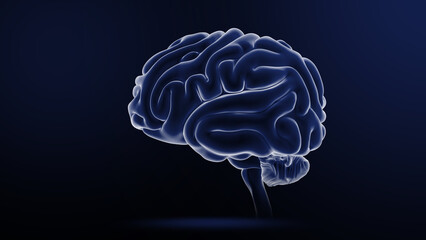 Human Organ Brain 3d illustration