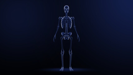 Fototapeta na wymiar human skeleton isolated in blue background 3d illustration