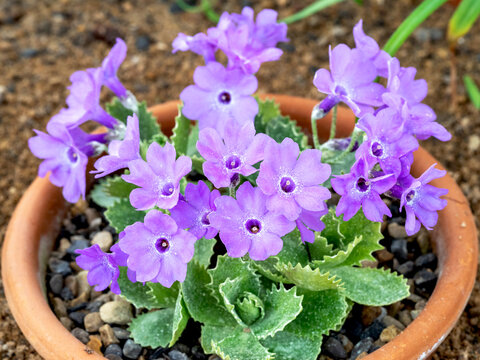 Purple flowers of Primula marginata El Bolton