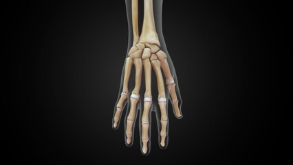 Human hand Metacarpal bones 3d illustration