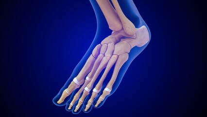 Human foot bones 3d illustration