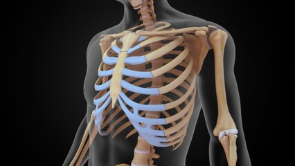 Human Ribcage bones 3d illustration