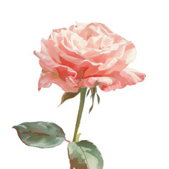 Pink rose and green leaves on Transparent Background