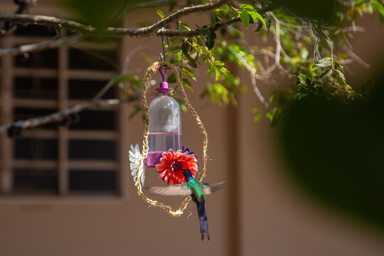 Um beija-flor bebendo &aacute;gua em bebedouro decorado com flores artificiais.