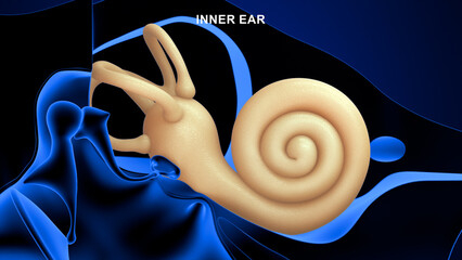 Anatomy of Human inner ear cochlea 3d illustration © 7activestudio