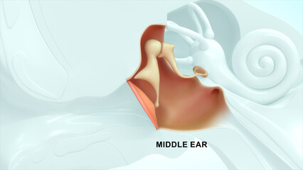 Anatomy of Human Middle Ear 3d illustrator