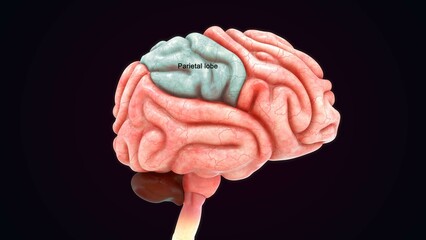 Human Brain Parietal Lobe 3d illustration