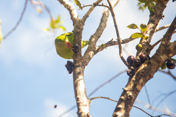 Um Periquito-comum (Brotogeris tirica), empoleirado em um galho, comendo frutas na jabuticabeira (Plinia cauliflora).