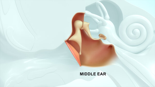 Anatomy of Human Middle Ear 3d illustrator