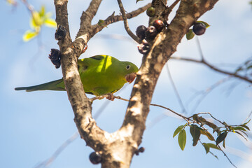 Um Periquito-comum (Brotogeris tirica) empoleirado no galho da jabuticabeira (Plinia cauliflora).