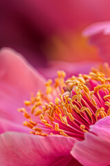 Closeup of a pink peony flower for background
