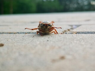 beetle