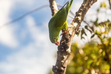 Um Periquito-comum (Brotogeris tirica), empoleirado  em um galho com céu azul ao fundo.
