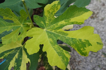 Jolly tiger fig Thailand variegated leaves illustrating their characteristic shape