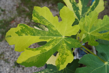Jolly tiger fig Thailand variegated leaves illustrating their characteristic shape