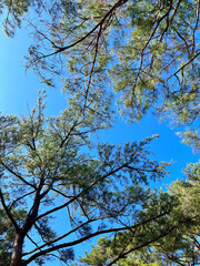 沖縄の木と空