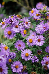 violet aster flowers in a garden