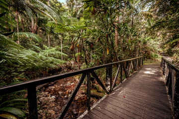 Cougal cascade in Springbrook National Park, Queensland, Australia
