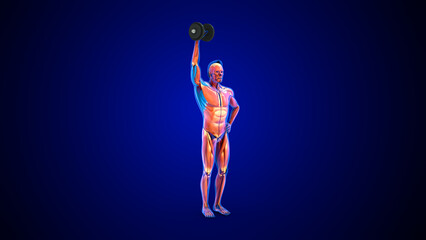 Biceps and triceps workout 3d illustration - obrazy, fototapety, plakaty