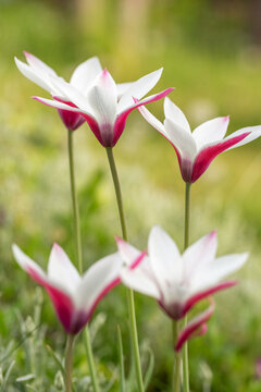 Lovely little botanical tulip features white blooms with deep pink edges