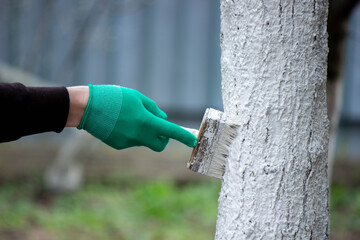 a man whitewashes trees in the garden in spring. Selective focus