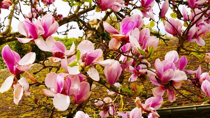 Obraz premium Large-flowered pink magnolia in spring France Europe