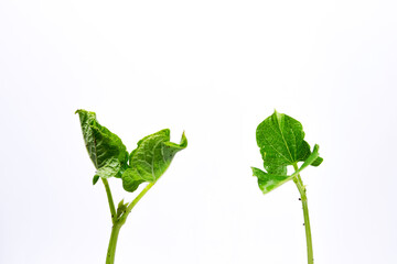Two sprouts with green leaves of young beans on a white background