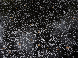 雨の公園の歩道に落ちる桜の花弁の風景