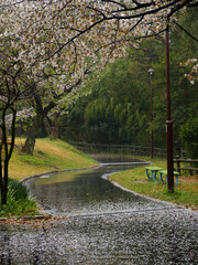 雨の公園の歩道に落ちる桜の花弁の風景