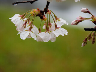 雨の日の公園の満開の桜の風景