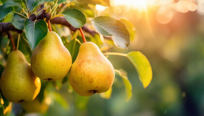 Close-up of ripe yellow pears growing on branch with green leaves. Garden fruit tree. Summer harvest