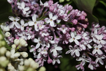 flowers in the garden, lilac