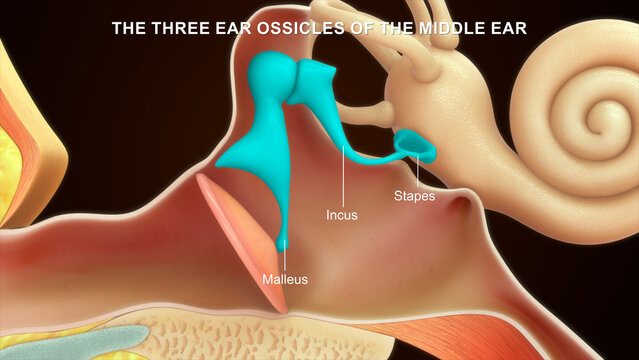 Anatomy of Human Ear Ossicles Malleus, incus and stapes 3d illustrator