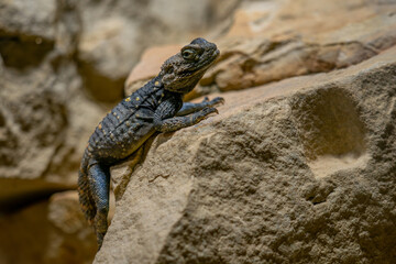 Starred Agama - Stellagama stellio, beautiful unique ground lizard from Souteastern European and Asian stone walls, rocks, and trees, Turkey.