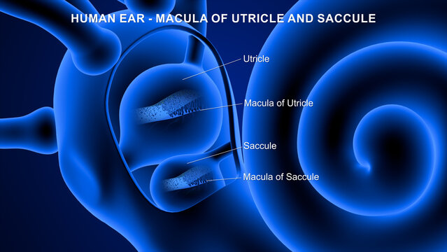 Anatomy of Human Ear macula of utricle and saccule 3d illustrator