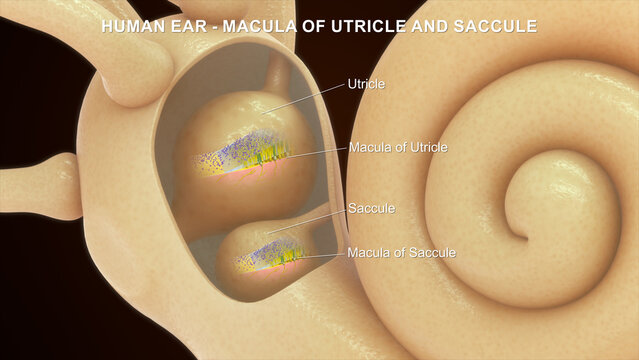 Anatomy of Human Ear macula of utricle and saccule 3d illustrator