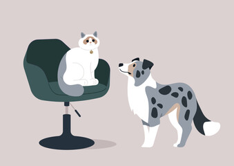 Furry Friends Meeting, Ragdoll Cat and border collie Dog Face-to-Face, A suspicious Ragdoll cat sits atop an office chair, coldly observing an inquisitive blue marble colored dog