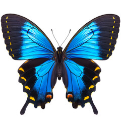 A blue butterfly on a transparent background.