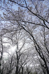 Fototapeta na wymiar 横井山緑地 桜 名古屋