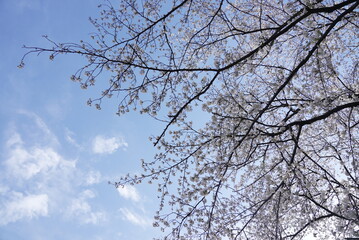 横井山緑地 桜 名古屋