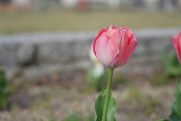 横井山緑地 チューリップ 名古屋