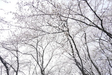 横井山緑地 桜 名古屋