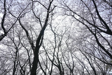 横井山緑地 桜 名古屋