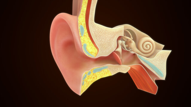 Anatomy of Pinna or Auricle in human ear 3d illustrator