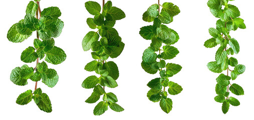 green mint leaves isolated on transparent - obrazy, fototapety, plakaty