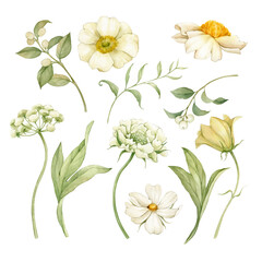 Set of watercolor flowers and botanical elements. All elements are hand-drawn with watercolors and isolated.