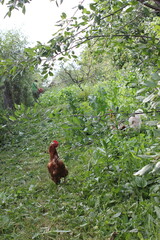 chicken in the farm
