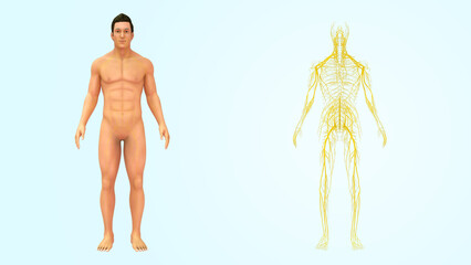 Human Organ nervous system 3d illustration